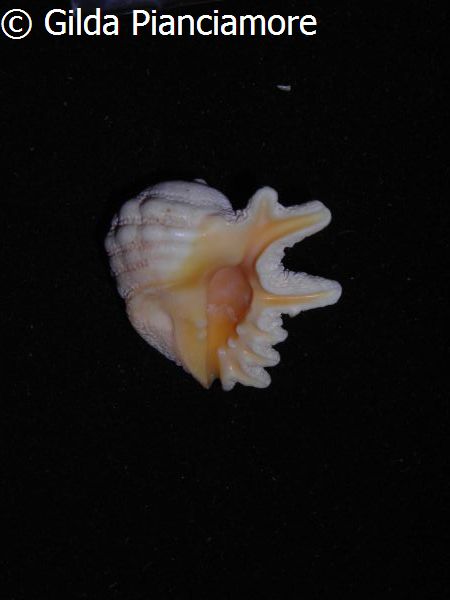 no photo for this shell